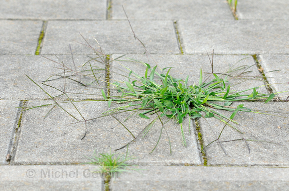 Glad Vingergras; Smooth finger-grass; Digitaria ischaemum