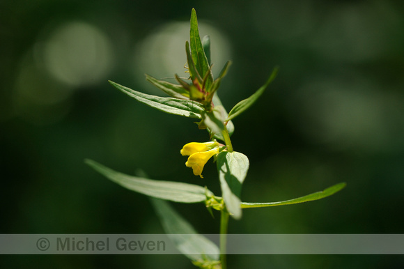 Boshengel;Melampyrum sylvaticum; Small Cow-wheat;