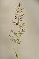 Stinkend liefdesgras; Stink-grass; Eragrostris cilianensis