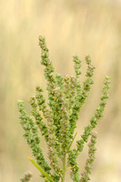 Strandmelde - Grass-leaved Orache - Atriplex littoralis