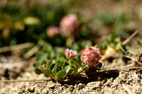 Aardbeiklaver; Strawberry clover; Trifolium fragiferum