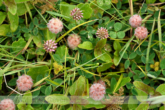 Aardbeiklaver; Strawberry Clover; Trifolium fragiferum