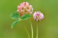 Aardbeiklaver; Strawberry Clover; Trifolium fragiferum