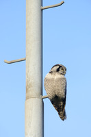 Sperweruil; Northern Hawk-Owl; Surnia ulula