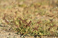 Klitgras; European Bur-grass; Tragus racemosus