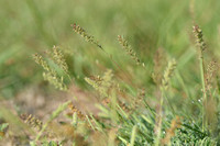 Klitgras - European Bur-grasss - Tragus racemosus