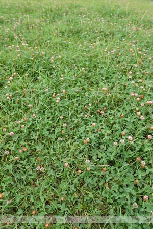 Aardbeiklaver; Strawberry clover; Trifolium fragiferum