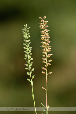 Klitgras; European Bur-grasss; Tragus racemosus