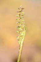 Klitgras; European Bur-grass; Tragus racemosus;