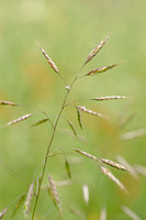 Akkerdravik; Field Brome; Bromus arvensis