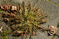 Klitgras; European Bur-grass; Tragus racemosus;