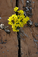 Altijdgroen Hongerbloempje;  Yellow Saxifrage; Draba azoides