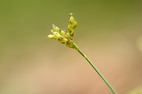 Vogelpootzegge; Birdsfoot Sedge; Carex ornithopoda