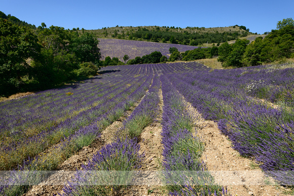 Lavendelveld; lavender field