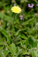 Vals Muizenoor - Shaggy Mouse-ear-hawkweed - Hieracium peleterianum