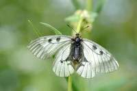Zwarte apollovlinder - Clouded apollo - Parnassius mnemosyne