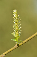 Geoorde wilg; Eared Willow; Salix aurita