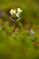 Laplands kartelblad;Lapland Lousewort; Pedicularis lapponica