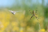 Wespspin; Wasp spider; Argiope bruennichi