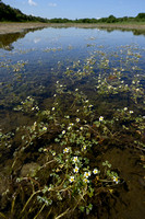 Zilte Waterranonkel; Brackish Water-crowfoot; Ranunculus baudoti