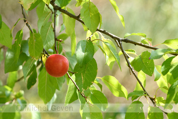 Kerspruim; Pissard plum; Prunus cerasifera
