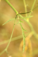 Palm-leaf Marshmallow;Althaea cannabina