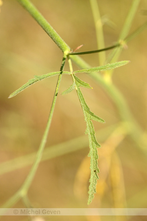 Palm-leaf Marshmallow;Althaea cannabina