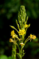 Duinteunisbloem; Oakes' evening primrose; Oenothera oakesiana