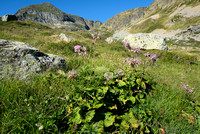Adenostyles alpina subsp. pyrenaica