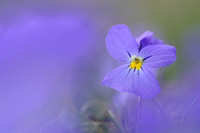 Langsporig Viooltje - Spurred Violet - Viola calcerata
