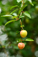Kerspruim; Pissard plum; Prunus cerasifera;
