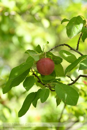 Kerspruim; Pissard plum; Prunus cerasifera