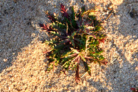 Plantago coronopus subsp. humilis