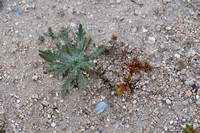 Plantago coronopus subsp. humilis