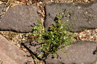Tengere zandmuur; Lesser Thyme-leaved Sandwort