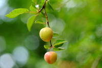 Kerspruim; Pissard plum; Prunus cerasifera;