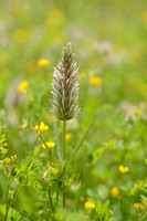 Narrow Clover; Trifolium angustifolium;