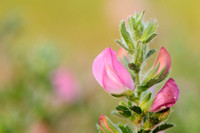 Kattendoorn - Spiny Restharrow - Ononis repens subsp. spinosa