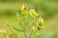 Europese Blazenstruik - Bladder senna -  Colutea arborescens