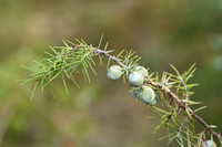 Cade juniper; Juniperus oxycedrus