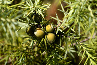 Cade juniper; Juniperus oxycedrus