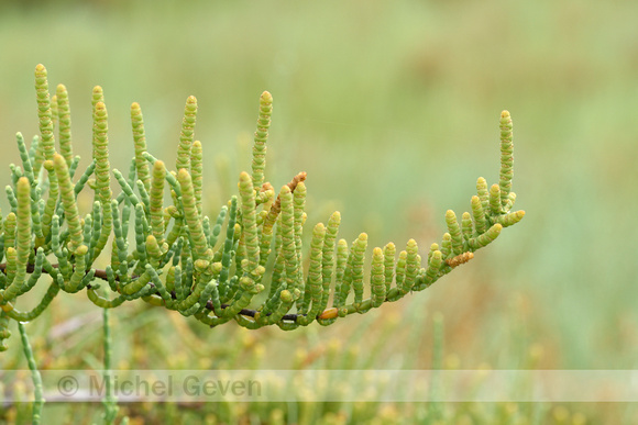 Shrubby Glasswort; Saroccornia fruticosa