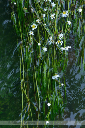 Vlottende waterranonkel; River water-crowfoot; Ranunculus fluitans