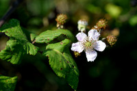Koebraam - Elmleaf blackberry - Rubus ulmifolius