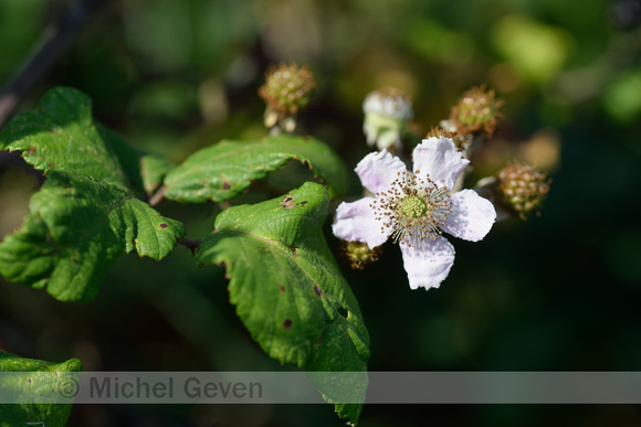 Koebraam; Elmleaf blackberry; Rubus ulmifolius