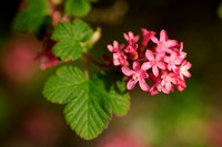 Rode Ribes; Flowering Currant; Ribes sanguineum;