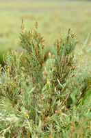 Shrubby Glasswort; Saroccornia fruticosa