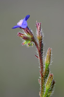 Blauwe Ossentong; Garden Anchusa; Anchusa azurea;