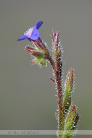 Blauwe Ossentong; Garden Anchusa; Anchusa azurea;