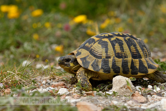 Griekse landschildpad; Hermann's tortoise; Testudo hermanni
